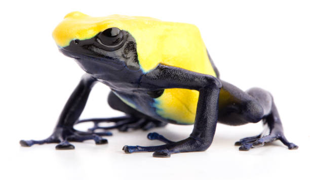 istock poison dart frog with yellow back, Dendrobates tinctorius citronella 1132998173