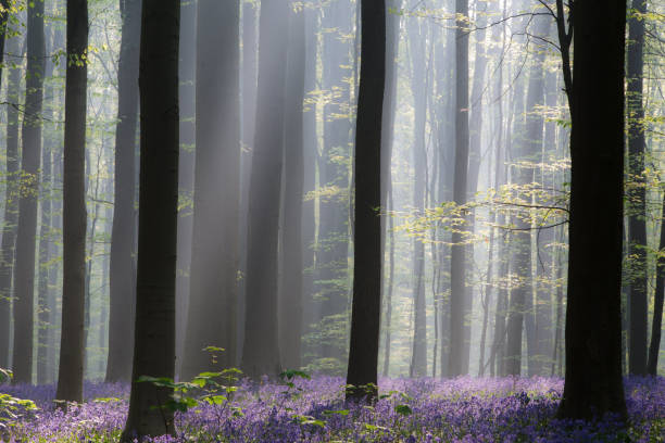 istock Early morning first sun light in a spring forest 1132998203