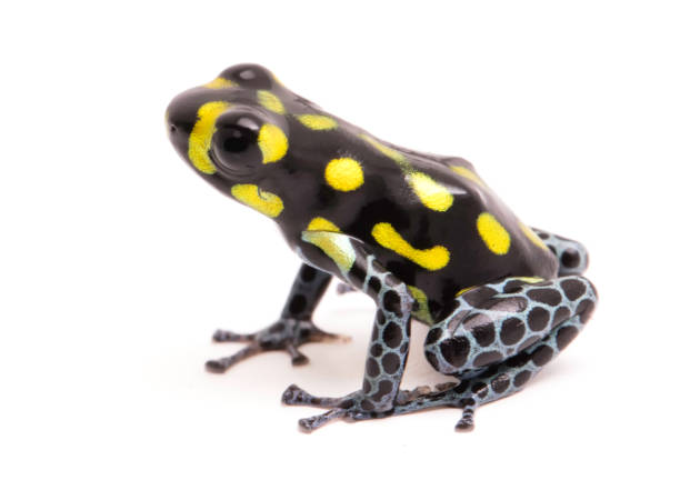 istock Yellow dotted poison dart or arrow frog, Ranitomeya vanzolinii 1132998210