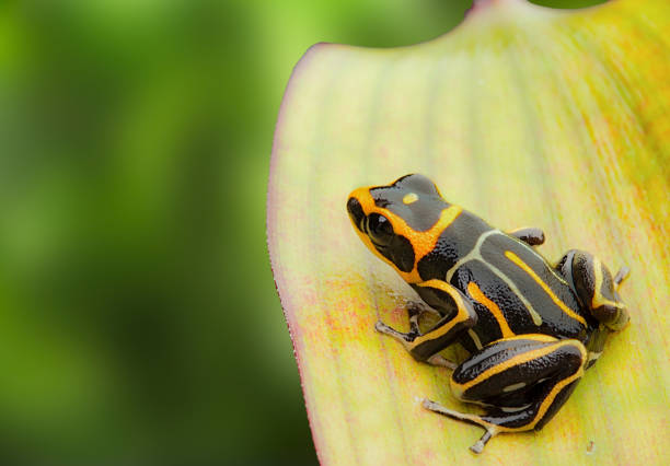 istock poison dart frog, Ranitomeya fantastica striped morph 1132998216