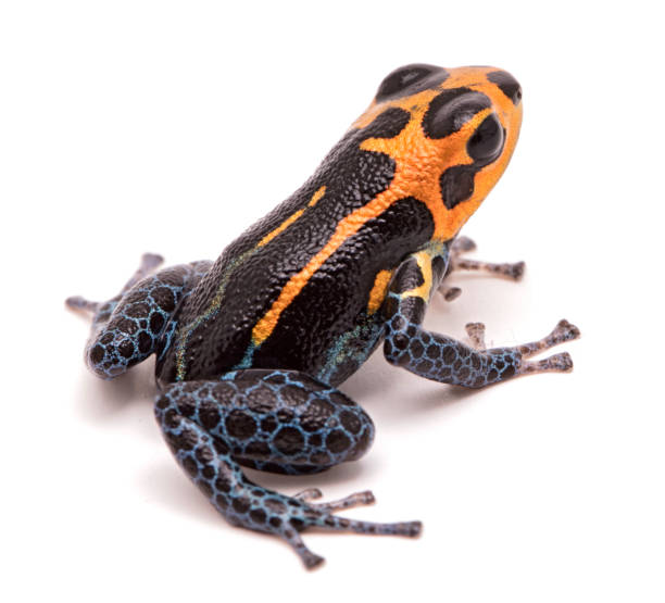 istock poison dart frog, Ranitomeya imitator, Yumbatos 1132998246