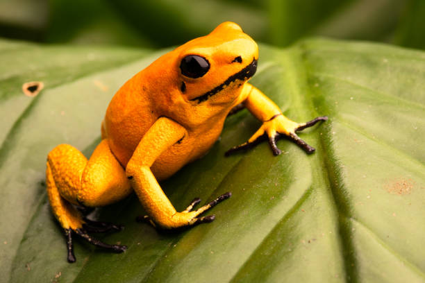 istock poison dart frog, Phyllobates terribilis orange 1132998251
