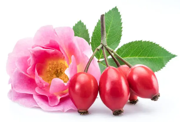 Rose-hips with rose flower on a white background.