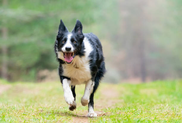 istock border collie in autumn fall woodland 1132999702