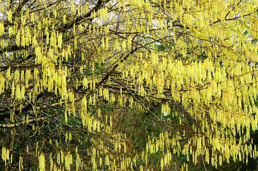 Hazel tree in full flower with catkins on a spring day, Cornwall, UK