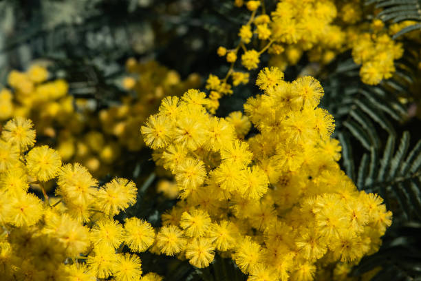 istock Mimosa Flowers in Bloom in Winter 1133001487