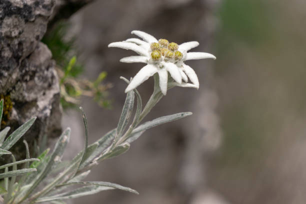 edelweiss proteggeva i fiori rari nei monti tatra. - stella alpina foto e immagini stock