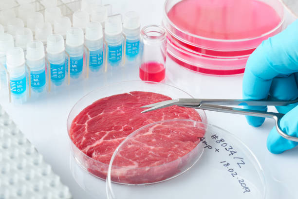 istock Meat sample in open  disposable plastic cell culture dish in modern laboratory or production facility 1133003071