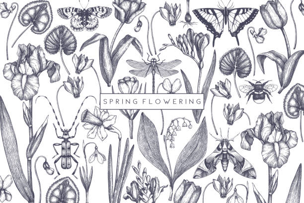 Spring flowers design Spring flowers background. Hand drawn insects illustration. Floral design. Botanical drawings with butterflies. Perfect for branding, greeting card, invitation, wrapping paper, banner. Vintage art. dragonfly drawing stock illustrations