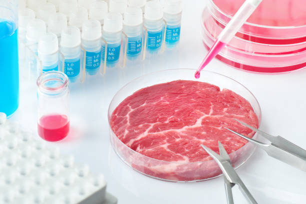 istock Meat sample in open  disposable plastic cell culture dish in modern laboratory or production facility 1133003397