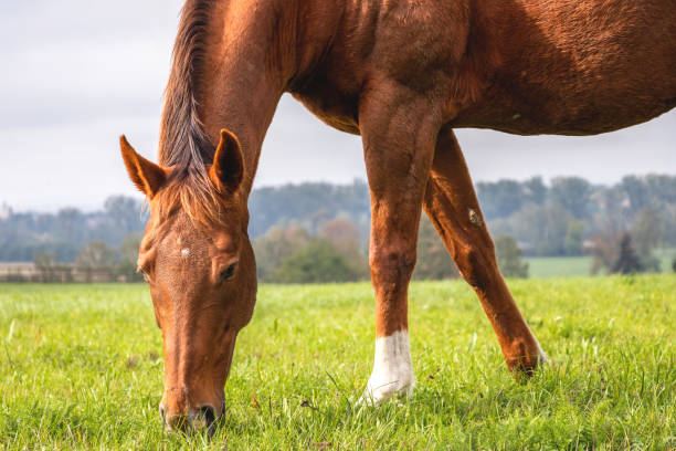 Photo of Red horse is grazing grass on pasture.
