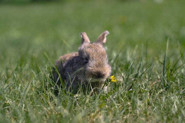 Beautiful cute rabbit on a green summer meadow. Hare walking on nature in the grass. Stock photo with domestic animal stock photo