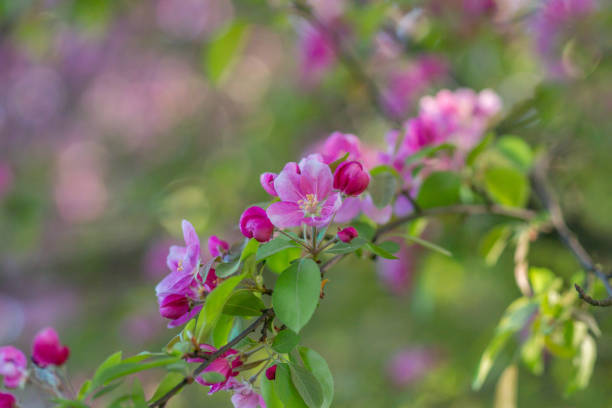 istock Branches of flowering Apple trees in the spring, pink flowers. 1133006048