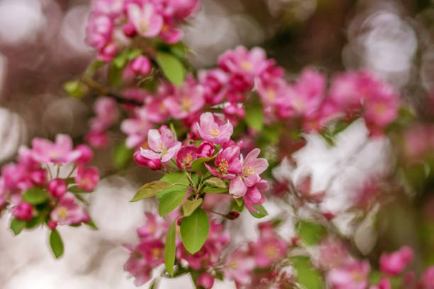 istock Branches of flowering Apple trees in the spring, pink flowers. 1133006055