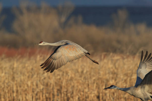 istock Sandhill Crane Bosque del Apache Wildlife Reserve New Mexico USA 1133006543