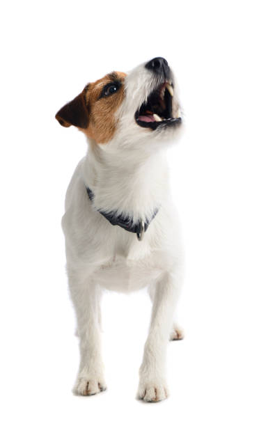 un pequeño perro blanco ladrando - ladrando fotografías e imágenes de stock