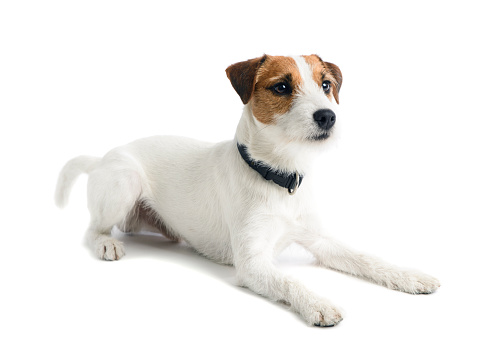 A Jack Russell / Parson Russell Terrier