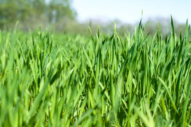 Sprouted wheat or other grains. The future harvest of bread. Grass in the field. Stock background, photo stock photo