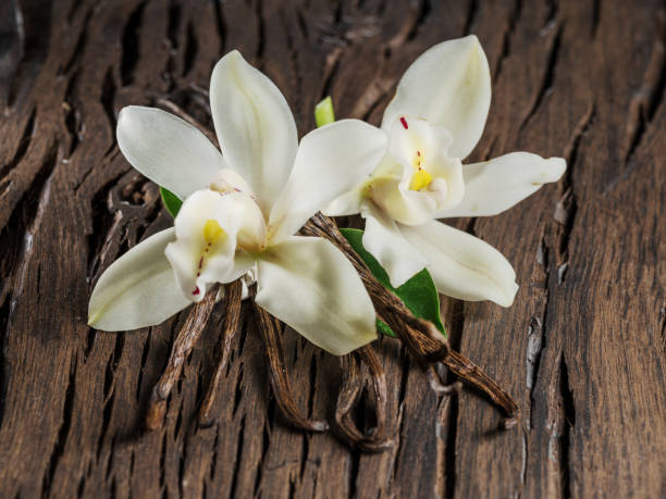istock Dried vanilla sticks and vanilla orchid. 1133008227