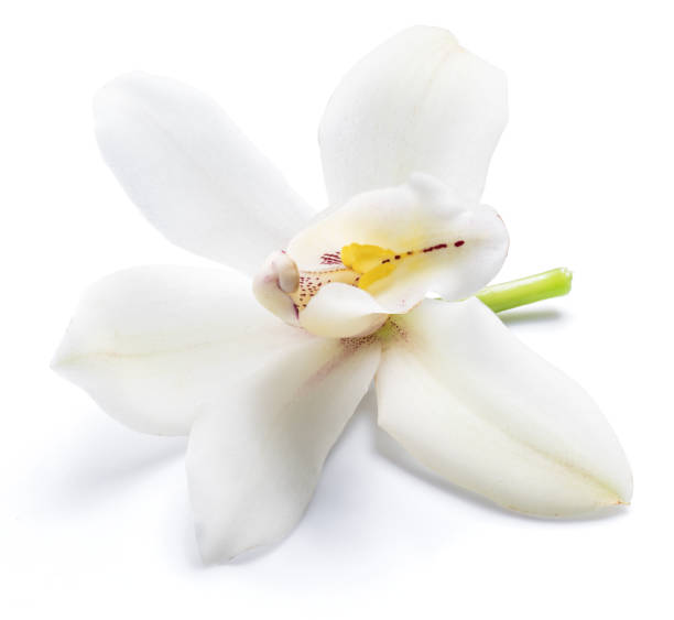 istock Vanilla orchid vanilla flower. 1133008254