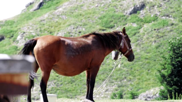 Wide Shot of a Beautiful Brown Horse Grazing in the Mountain, Animals in Nature, Wildlife,
