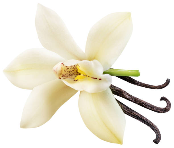 istock Dried vanilla sticks and orchid vanilla flower. 1133009018
