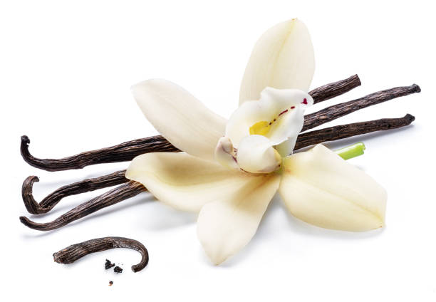 istock Dried vanilla sticks and orchid vanilla flower. 1133009539