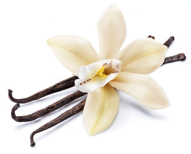 istock Dried vanilla sticks and orchid vanilla flower. 1133009540