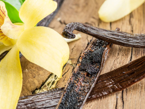 istock Dried vanilla fruits and vanilla orchid. 1133009555
