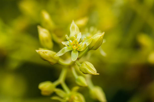 アボカドの花 - persea ストックフォトと画像