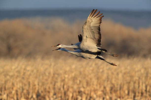 istock Sandhill Crane Bosque del Apache Wildlife Reserve New Mexico USA 1133009681