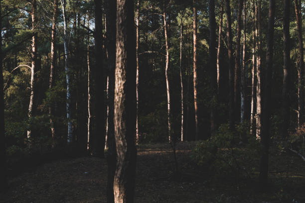 istock Beautiful dark autumn forest with many trees trees lighted by sunset 1133009824