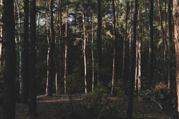 istock Beautiful dark autumn forest with many trees trees lighted by sunset 1133009827