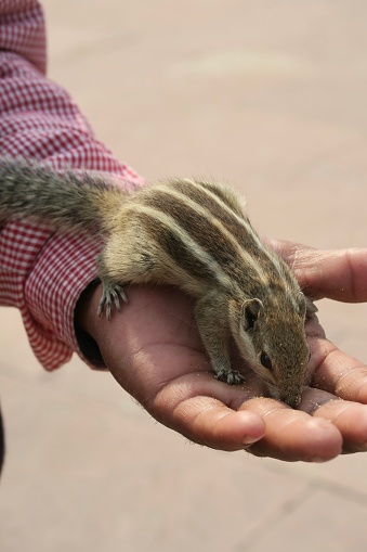 Photo showing a tame Indian palm squirrel or three-striped palm squirrel (Funambulus palmarum), eating biscuit crumbs from someone's hand in the Agra Fort gardens, Uttar Pradesh, India.