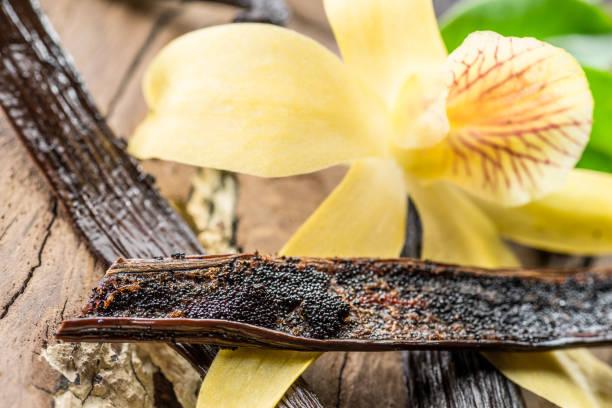 istock Dried vanilla fruits and vanilla orchid. 1133010584