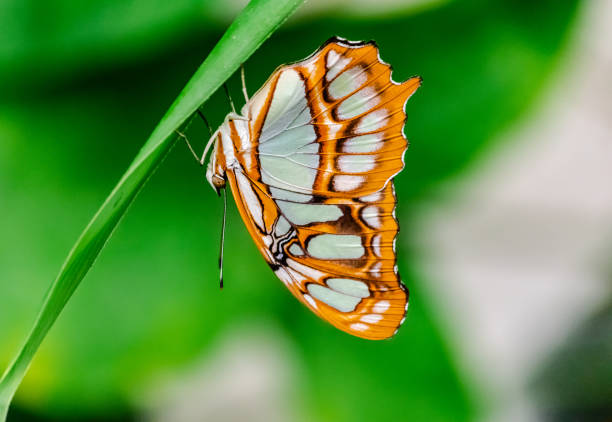 stelenes siproeta (farfalla malachite) - malachite butterfly foto e immagini stock