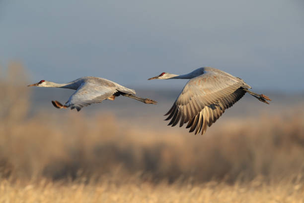 istock Sandhill Crane Bosque del Apache Wildlife Reserve New Mexico USA 1133010846