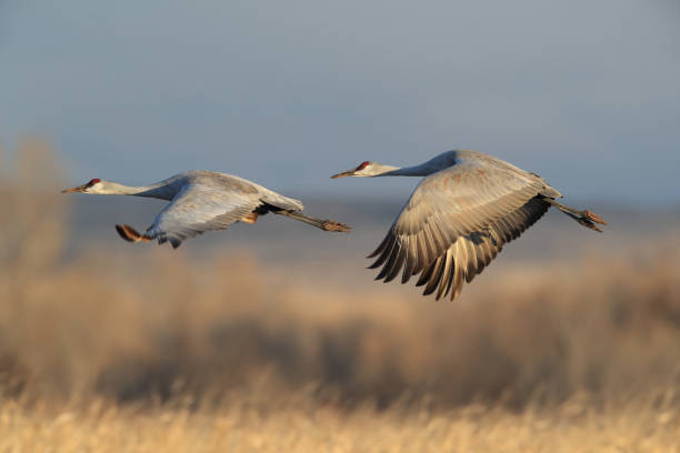 sandhill crane bosque del apache wildlife reserve novo méxico eua - sandhill crane - fotografias e filmes do acervo