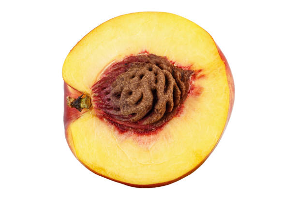 Peach, (Prunus persica), fruit tree of the rose family (Rosaceae) grown throughout the warmer temperate regions of both the Northern and Southern hemispheres. Peaches are widely eaten fresh and are also baked in pies and cobblers; canned peaches are a staple commodity in many regions. Yellow-fleshed varieties are especially rich in vitamin A.