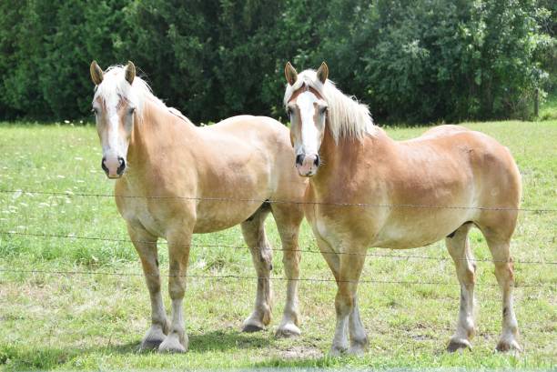 istock Two Draft Horses by the Fence 1133011151
