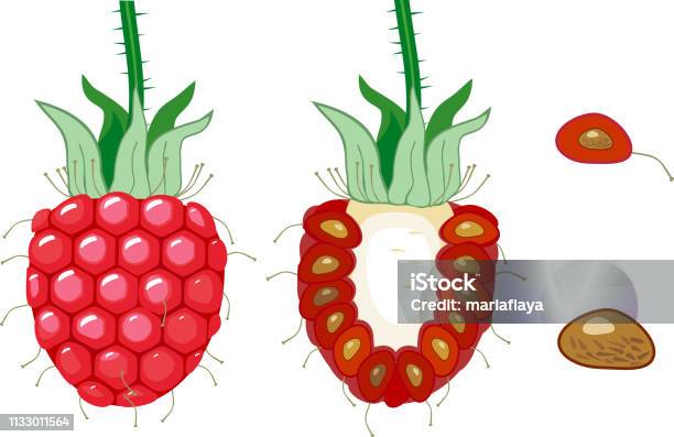 Stern Raspberry Struktur Internal Dan Eksternal Raspberry Berry Ilustrasi Stok - Unduh ...