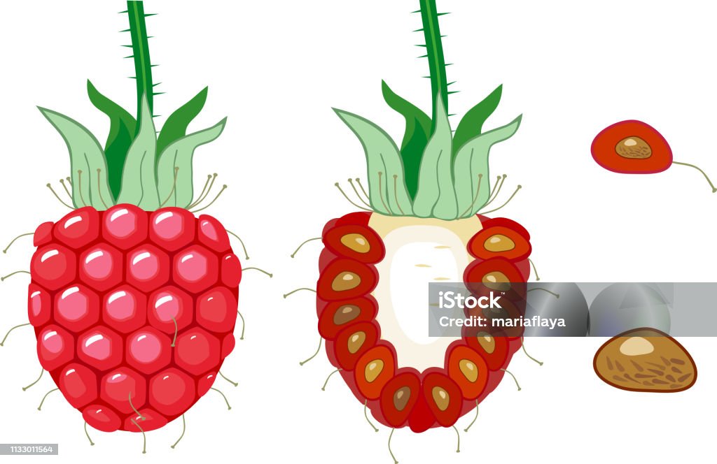 Berry Inside Internal And External Structure Of Raspberry Berry Stock Illustration ...