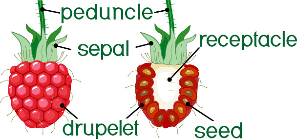 Raspberry Aggregation Internal And External Structure Of Raspberry Aggregate Fruit Stock ...