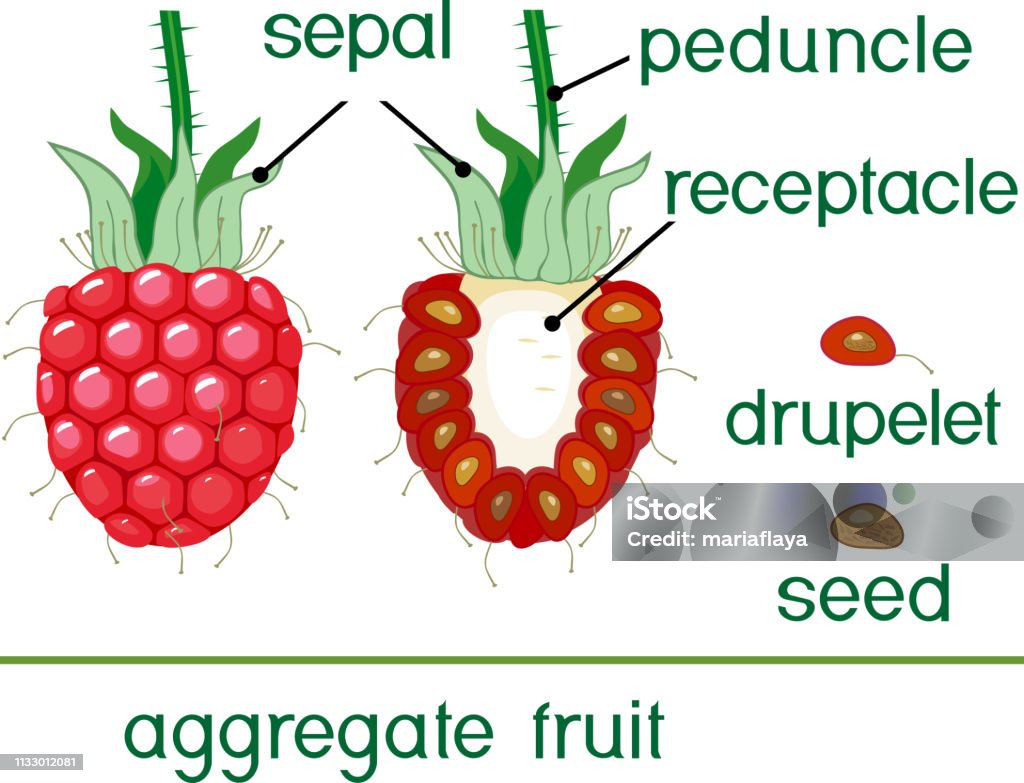 Raspberry Aggregation Internal And External Structure Of Raspberry Aggregate Fruit Stock ...