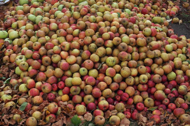 Apple, apples, fallobst, apple mountain, apple juice Cider apples on the ground, garden, cider factory, apple harvest schütteln stock pictures, royalty-free photos & images