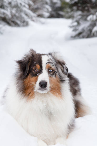 istock Australian shepherd dog in winter snow in boreal forest. 1133012885