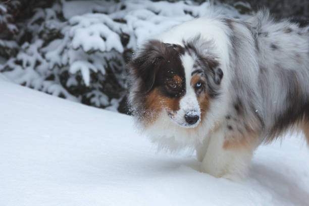 istock Australian shepherd dog in winter snow in boreal forest. 1133012912