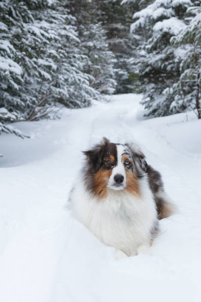 istock Australian shepherd dog in winter snow in boreal forest. 1133012913
