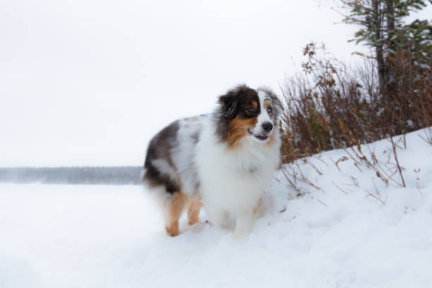 istock Australian shepherd dog in winter snow in boreal forest. 1133012945