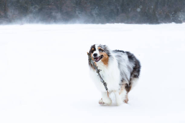 istock Australian shepherd dog in winter snow in boreal forest. 1133012986
